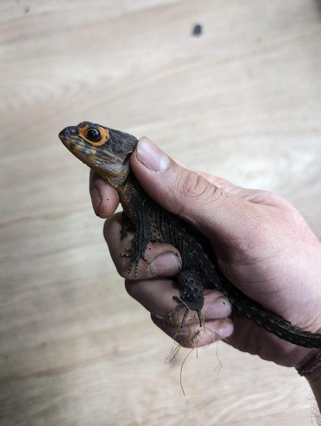 Preview of the first image of CB21 Female Red Eyed Crocodile Skink (Tribolonotus gracilis).