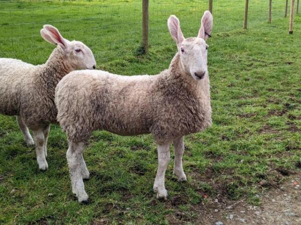 Image 3 of Border Leicester Ewe Lambs For Sale