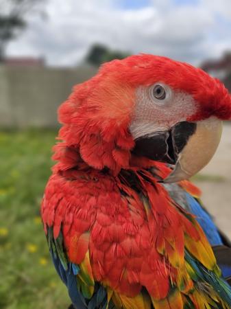 Image 4 of Beautiful young macaw parrot