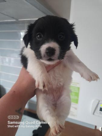 Image 7 of 1 Beautiful black and white jack russell girl left