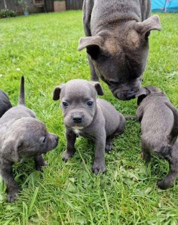 Image 6 of Staffy Cross Puppies - nearly ready to leave