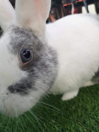 Image 1 of 5 Year Old Male Crossbreed Rabbit