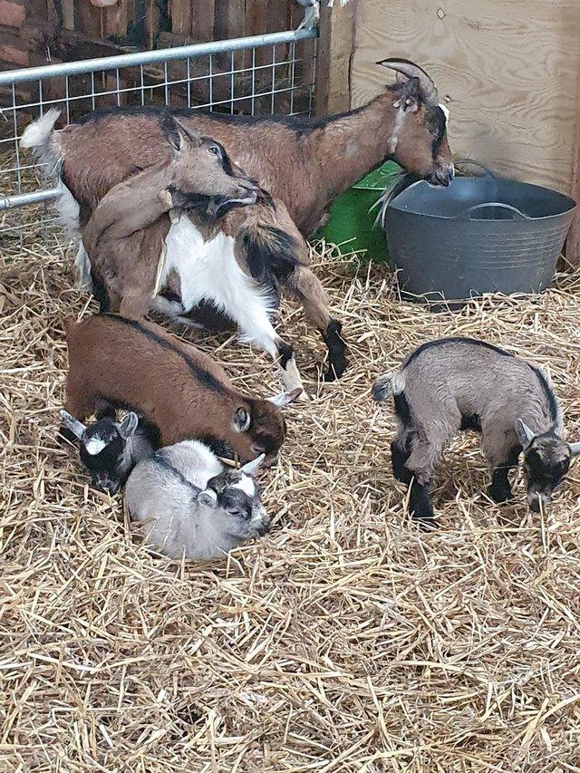 Preview of the first image of Pygmy Goat Kids looking for new homes..