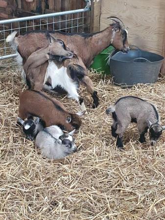 Image 1 of Pygmy Goat Kids looking for new homes.