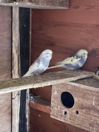 Image 1 of Budgies male and female
