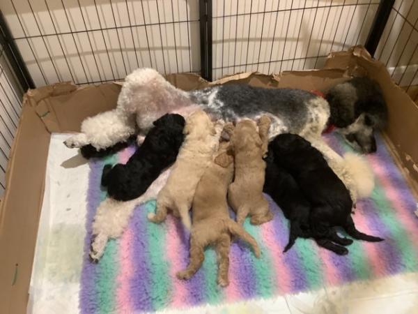 Image 8 of Unusual Dual-Colour Standard Poodle Puppies - Ready Now
