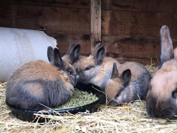 Image 5 of Thuringer Rabbits - Born Feb 28th