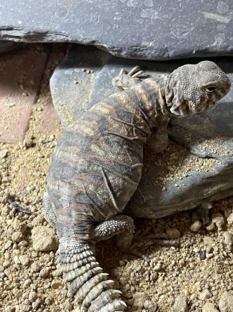 Image 8 of Baby Ornate Uromastyx for sale