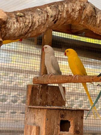 Image 5 of Indian Ringnecks for sale white - albinos
