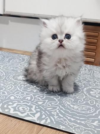 Image 4 of Doll-faced pedigree Persian kittens