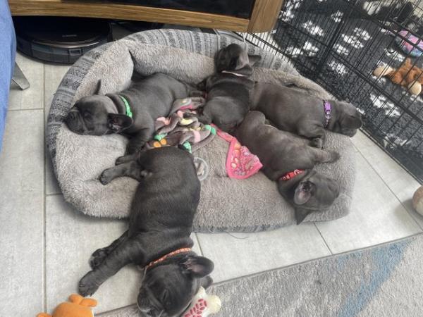Image 24 of ***ALL SOLD*** - Stunning blue French bulldogs KC registered
