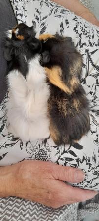 Image 5 of Two Beautiful Guinea Pig for sale