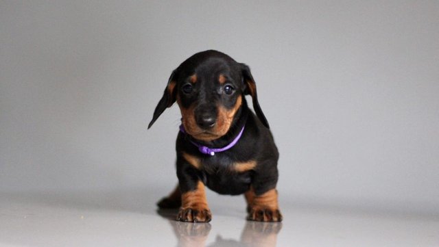 Image 19 of Ready Now only 4 dachshunds left