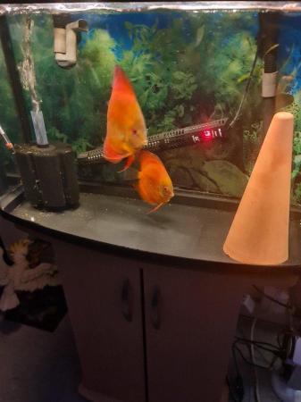 Image 5 of Breeding Pair of Yellow ghost Discus