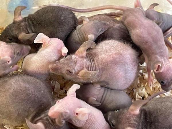 Image 3 of Hairless mice for sale , limited number only
