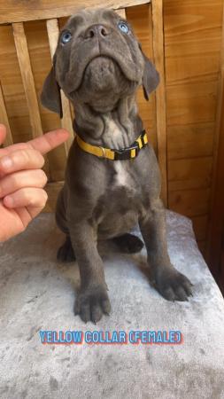 Image 6 of 8 week old  Cane corso pups  kc reg & chipped