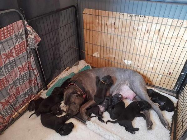 Image 8 of Stunning Cane Corso Puppies for sale
