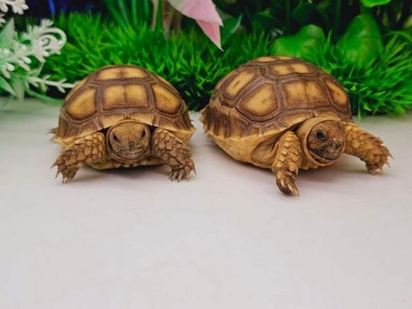Image 2 of Huge range of tortoise available