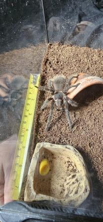 Image 5 of Tarantula for sale with enclosures