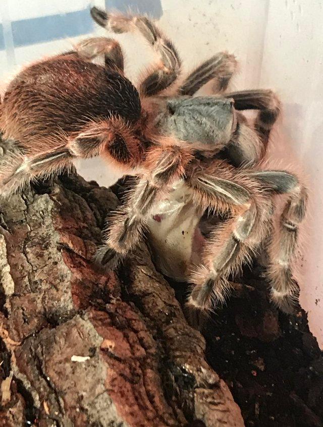 Preview of the first image of Tarantulas for sale adult/subadult and slings.