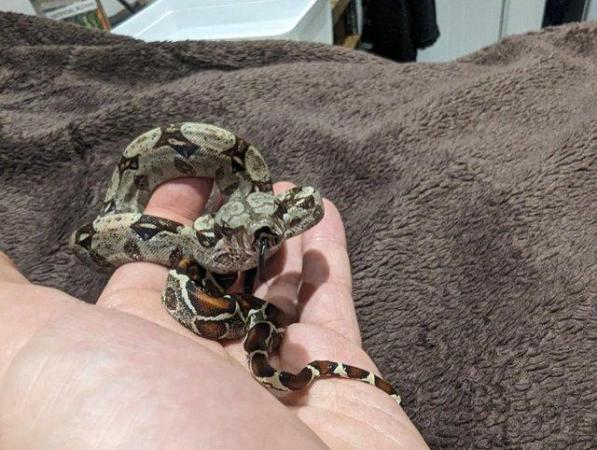 Image 11 of Baby Boa Constrictor Imperator