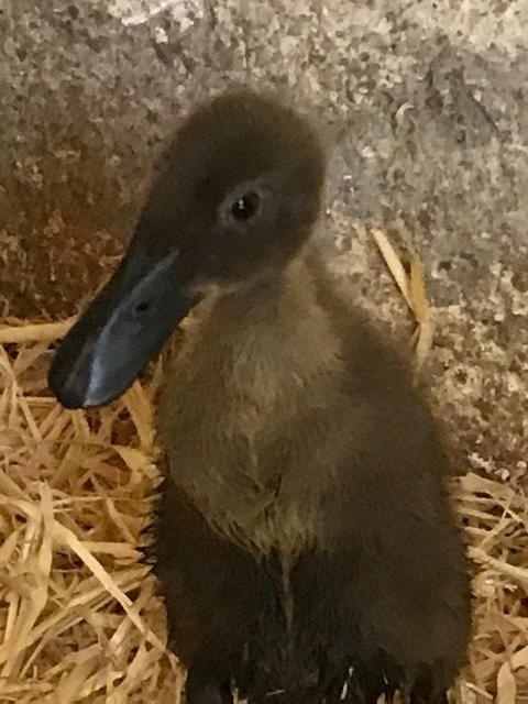 Preview of the first image of 6 x Pure Chocolate Indian Runner Duck Hatching Eggs.