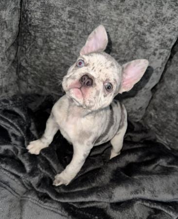 Image 9 of french bulldog puppies READY NOW