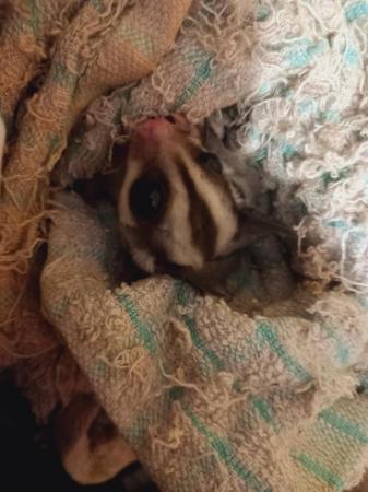 Image 11 of 2 WHITE FACED SUGAR GLIDERS