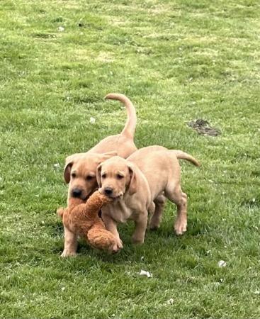 Image 12 of Gorgeous KC registered fox red Labrador puppies