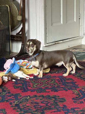 Image 3 of One year old miniature dachshund boy