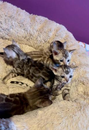 Image 3 of Stunning 5 Generations Pedigree Bengal Kittens in London
