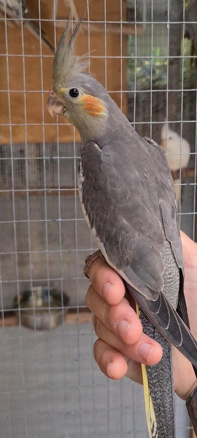 Preview of the first image of Handtame grey cockatiel baby 8 weeks old.