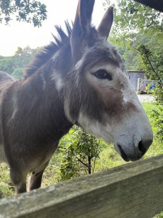 Image 3 of Beautiful donkey for sale.