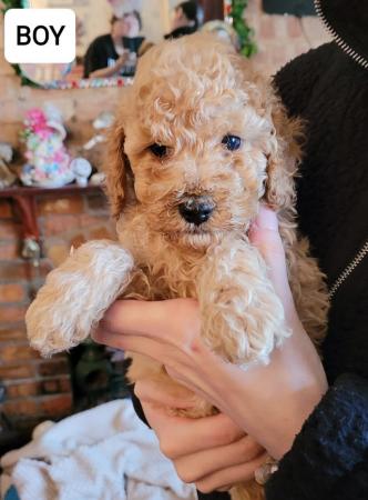 Image 2 of Miniature poodle pups looking for forever homes