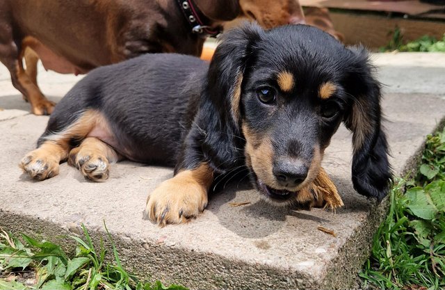 Image 5 of ONLY 2 GIRL DACHSHUND PUPPIES LEFT!!!!