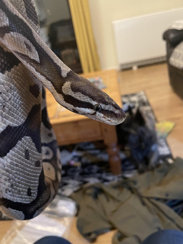 Preview of the first image of Standard brown and black ball python female.