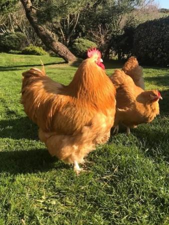 Image 1 of Buff Orpington Chicken (Large Fowl) Hatching Eggs x 6 eggs