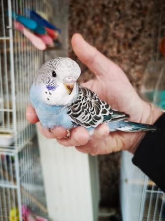 Image 24 of Baby hand tamed budgies for sale