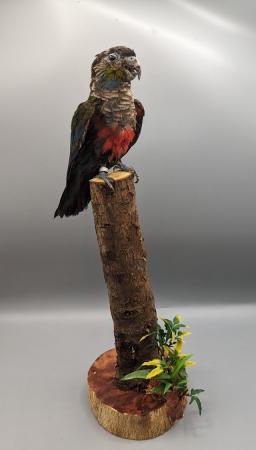 Image 2 of Taxidermy, Antique Collectables, Taxidermy Mounts,