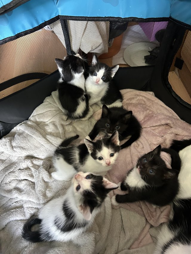 Preview of the first image of 3 LEFT Black and white kittens.
