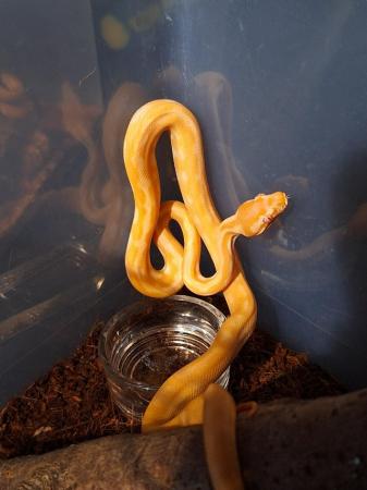 Image 4 of Carpet pythons (morelia spilota) cb23