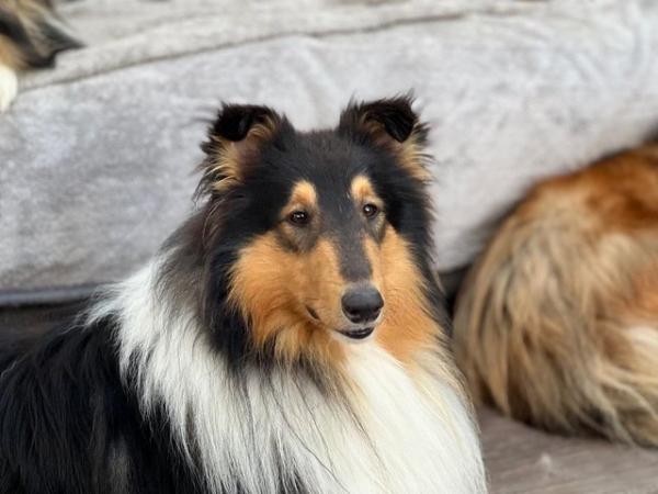 Image 3 of Sable & Tri Coloured Rough Collie Puppies Available