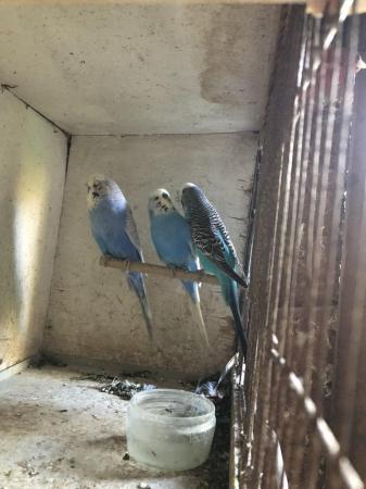 Image 5 of Baby budgies for sale blue and blue and white