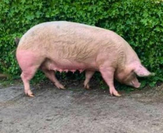 Image 1 of Large pig wanted. Preferably a gilt or barrow