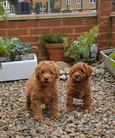 Image 2 of KC Reg Stunning Red Miniature Poodle Puppies