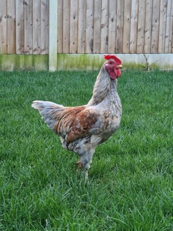 Image 3 of An amazing 5 month old Cockerel for sale!