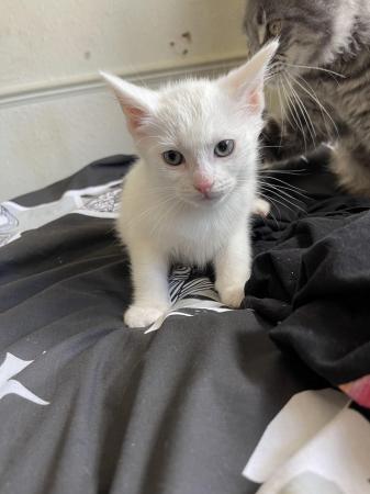 Image 5 of 10 week PURE white male kitten