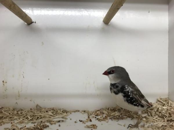 Image 1 of 2023 Bred Finches and Softbills
