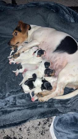 Image 8 of Jack Russell puppies ready to go in 3 weeks