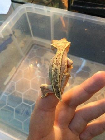 Image 4 of Partial pinstripe flame Dalmatian crested gecko £80